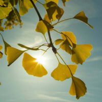 GINKGO BILOBA GOLD CLIC BRACGINKGO BILOBA GOLD RASELET RAS